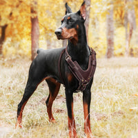 Leder-Geschirr. Premium für große Hunde