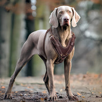 Leder-Geschirr. Premium für große Hunde